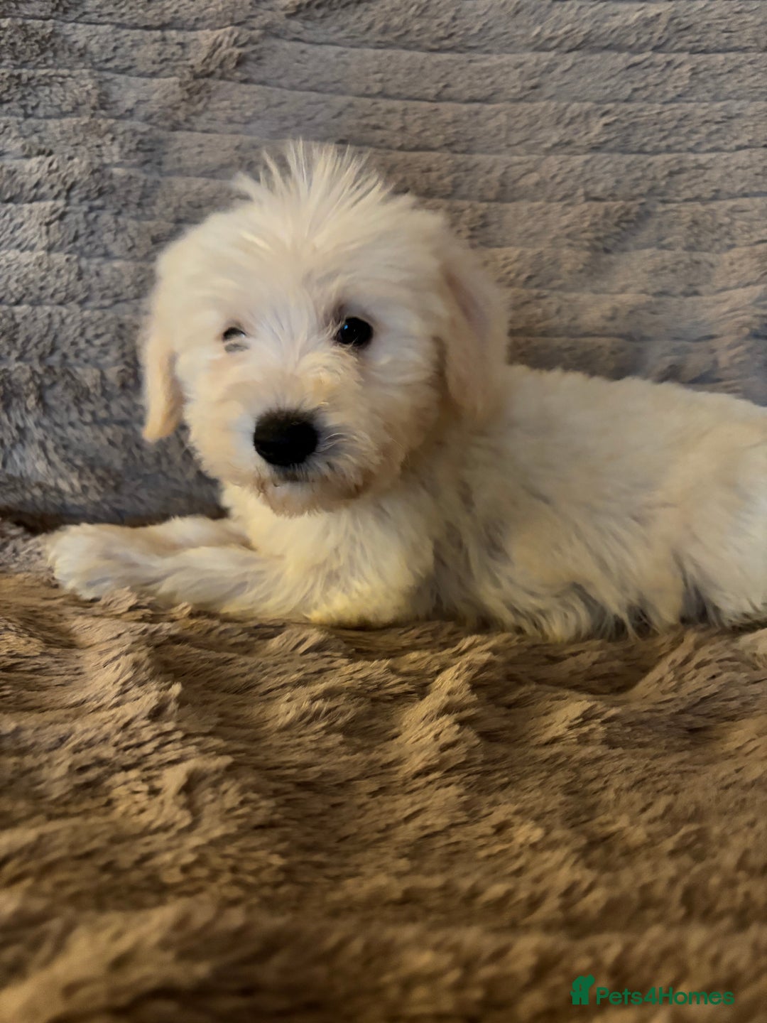 Mixed Breed dogs for sale: Truly special Schnoodle pups *unique colouring* - Advert 15