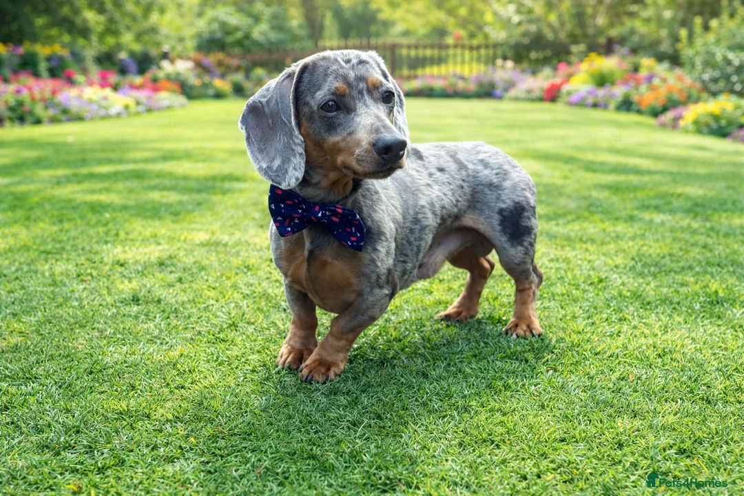 Miniature Dachshund dogs for stud: Blue dapple miniature dachshund  - Advert 2