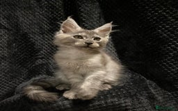 Maine Coon cats for sale: Monarch Maine coon cats - Image 4