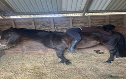 Irish Thoroughbred horses for sale: Second pony for games / hunting - Advert 2