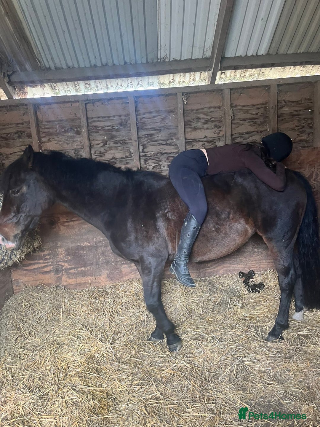 Irish Thoroughbred horses for sale: Second pony for games / hunting - Advert 2