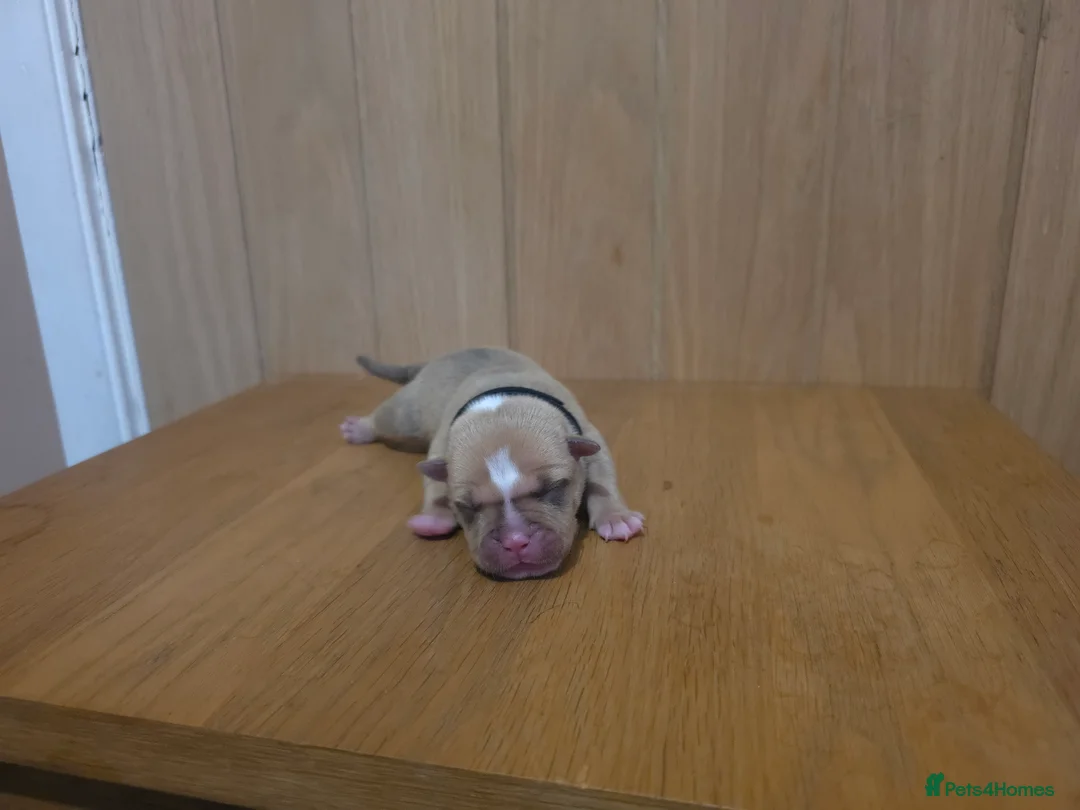 American Bully dogs for stud: Grey and black merle pocket bully - Advert 8