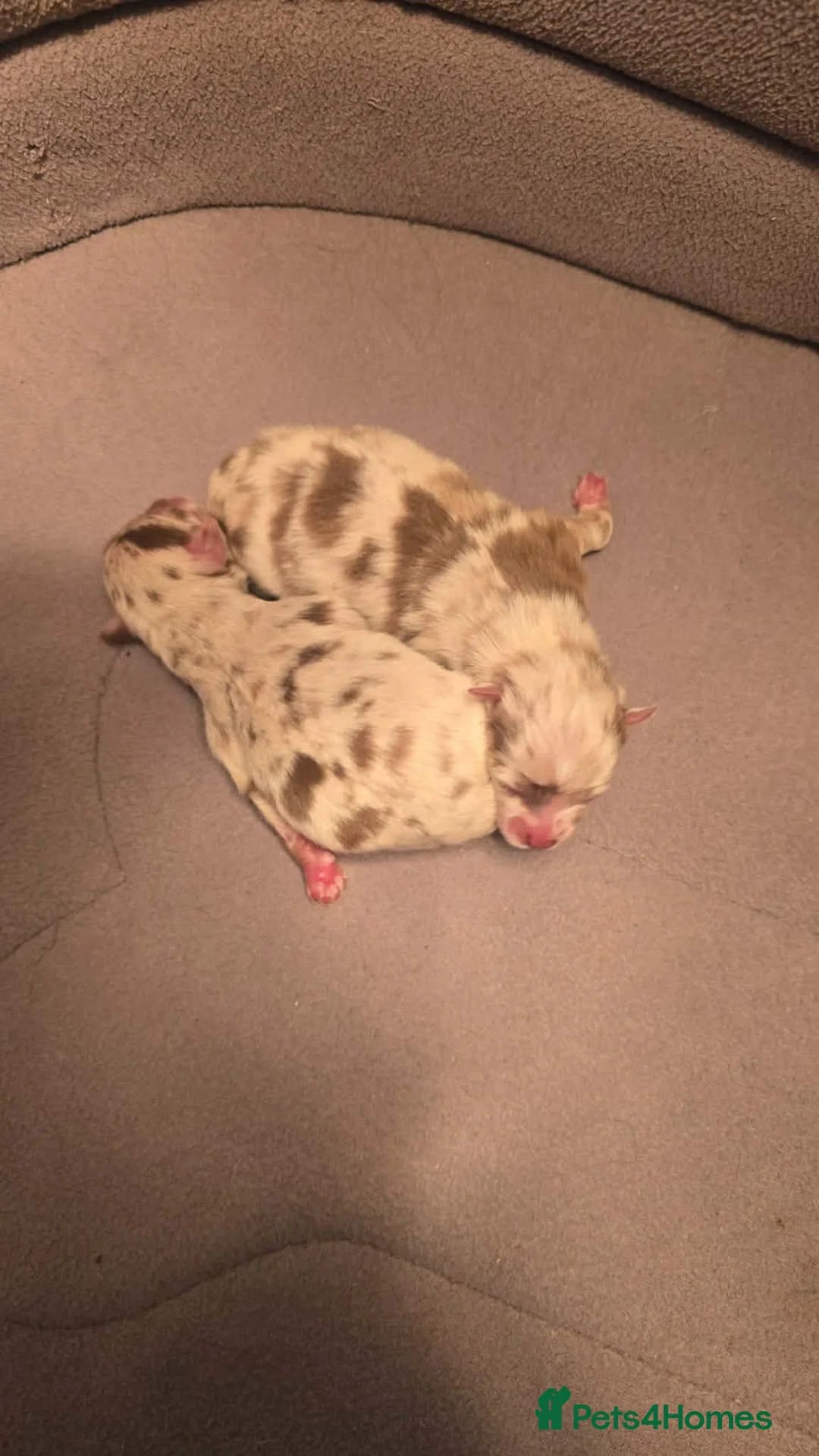 Pomeranian dogs for stud: Chocolate Merle Pomeranian stud Kc registered 🍫  - Advert 2