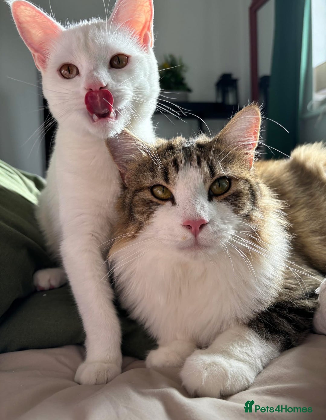 Mixed Breed cats for sale: MAIN COON / TURKISH ANGORA - Advert 5