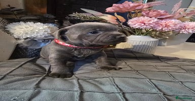 Staffordshire Bull Terrier dogs - Advert 1