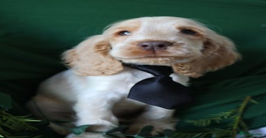 Cocker Spaniel dogs Championline Cocker Spaniel - Advert 12