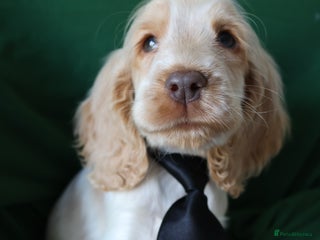 Cocker Spaniel dogs Championline Cocker Spaniel LAST 2 - Advert 16