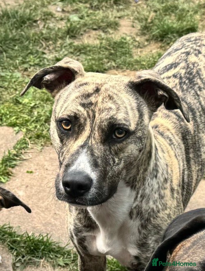 Mixed Breed dogs Beautiful mix breed girl for rehoming  - Advert 6