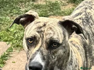 Mixed Breed dogs Beautiful mix breed girl for rehoming - Advert 6