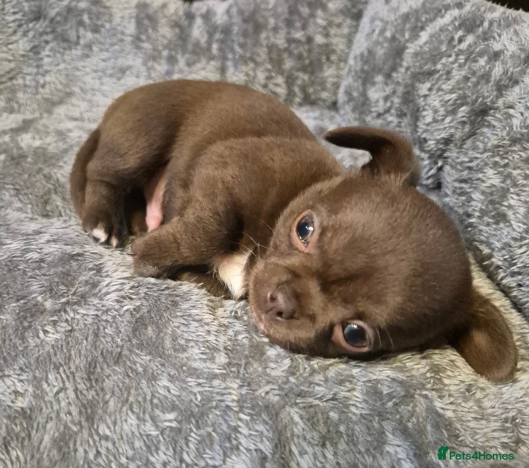 Chihuahua dogs for sale: KC chihuahua puppies  - Advert 6