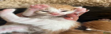 Ginger and white boy 2