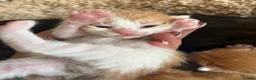 Mixed Breed cats for sale: 6 beautiful kittens - Advert 4
