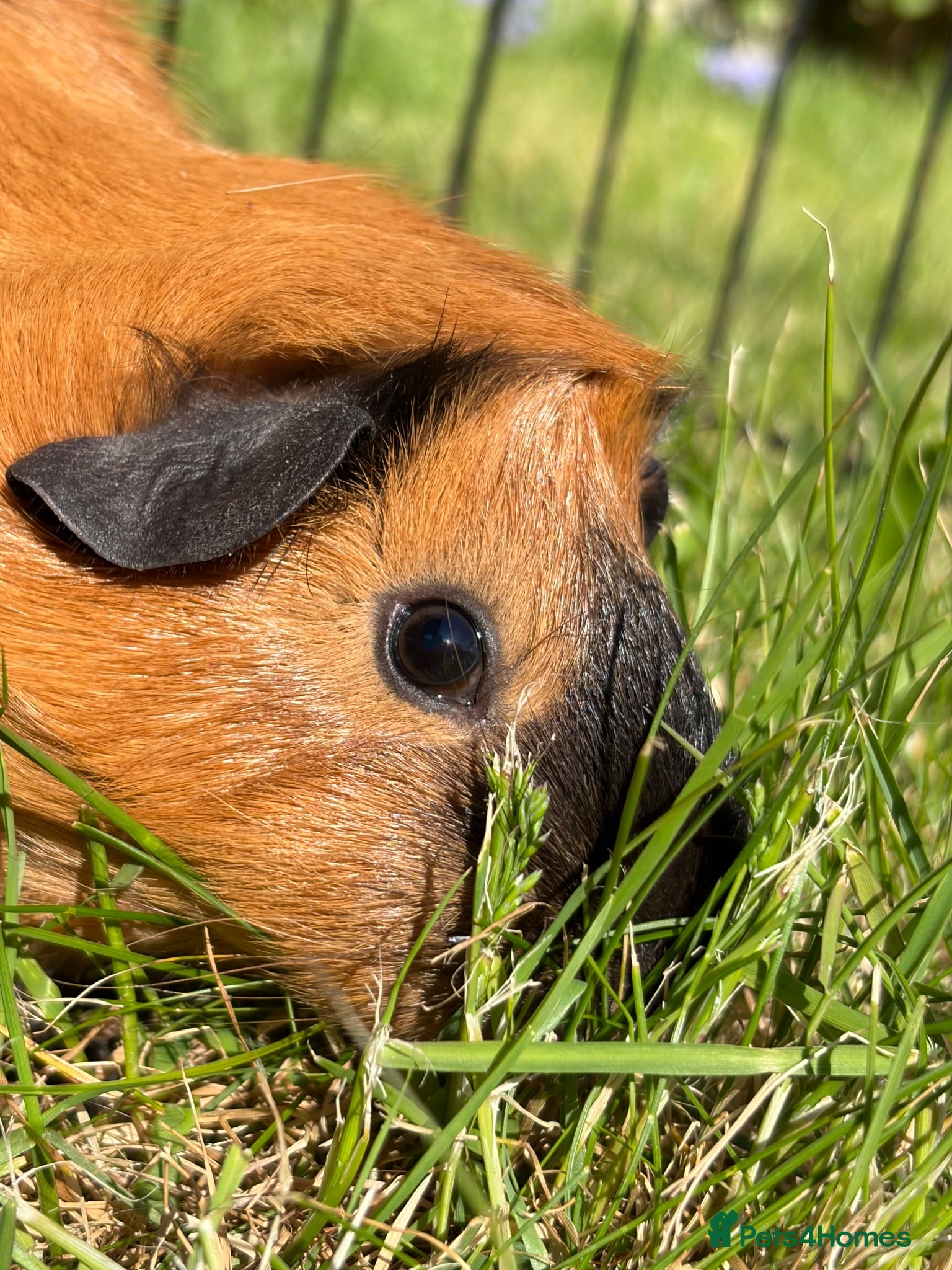 Guinea Pig rodents Single cali male guinea pig for sale  - Advert 8