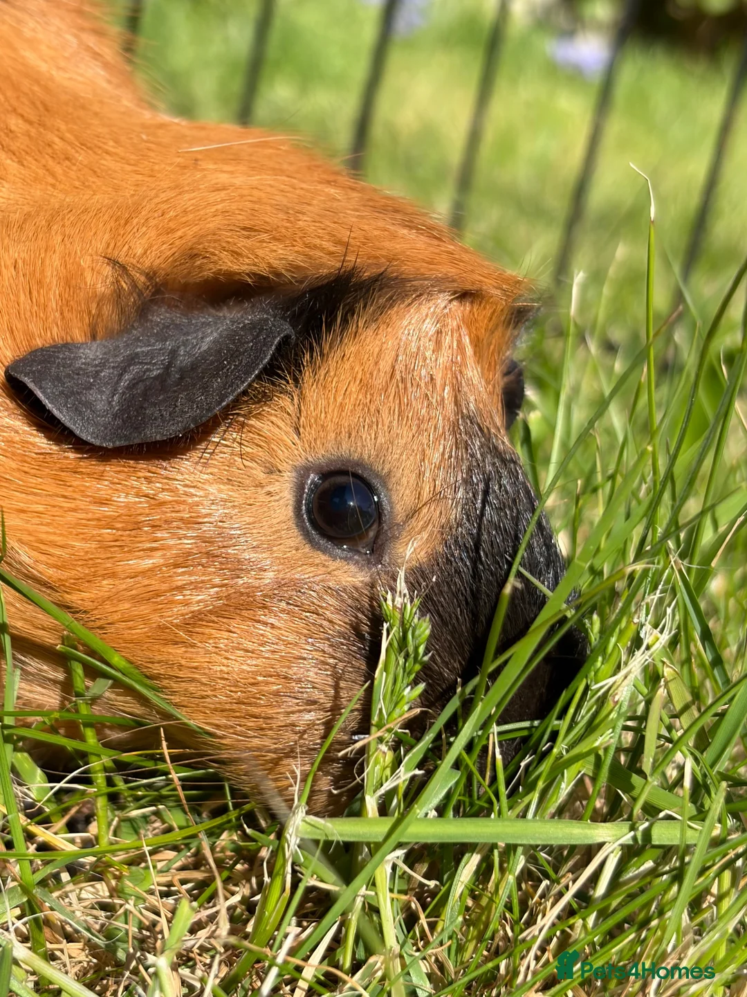 Guinea Pig rodents for sale: Single cali male guinea pig for sale  in Fleetwood - Advert 1