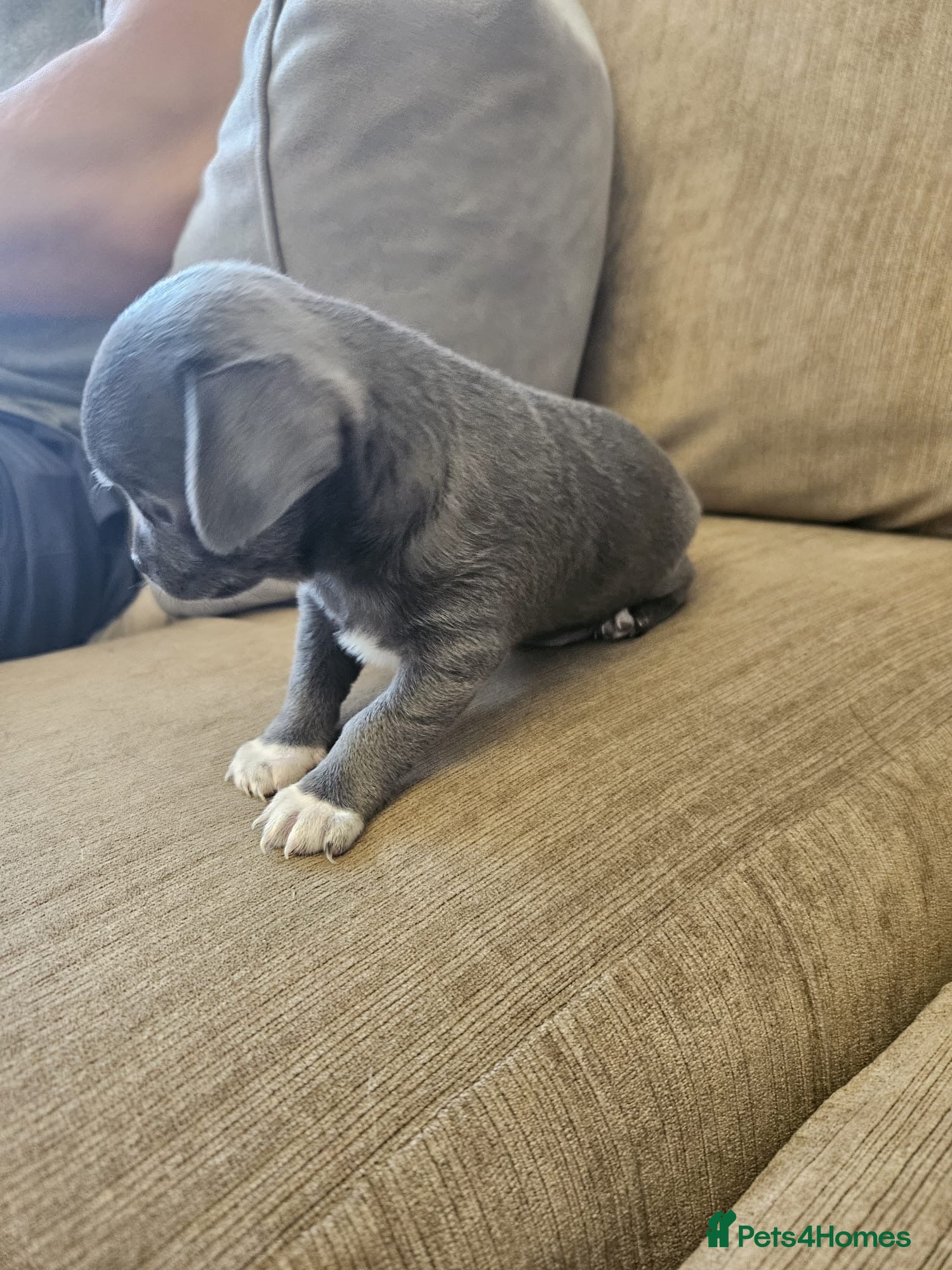 Chihuahua dogs X1 Grey blue Smoothcoat Chihuahua female  - Advert 2