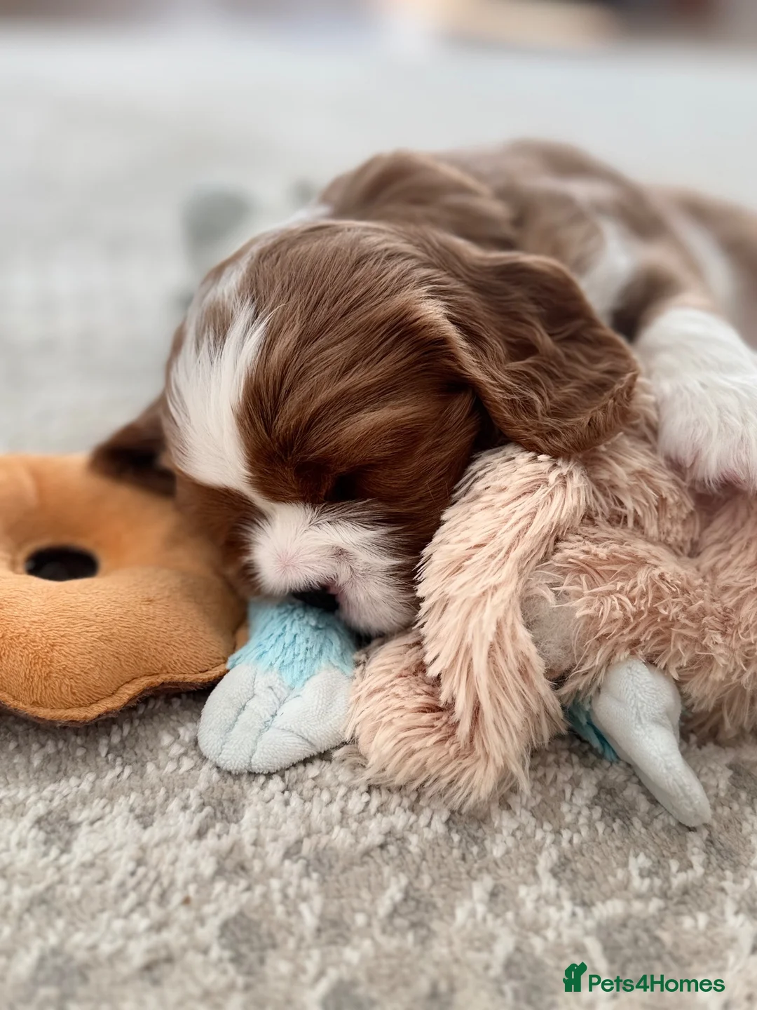 Cavalier King Charles Spaniel dogs for sale: Cavalier King Charles spaniel puppy  - Advert 2