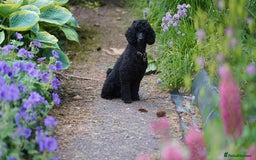 Miniature Poodle dogs for sale: Exquisite quality Min Poodles due August - Image 4