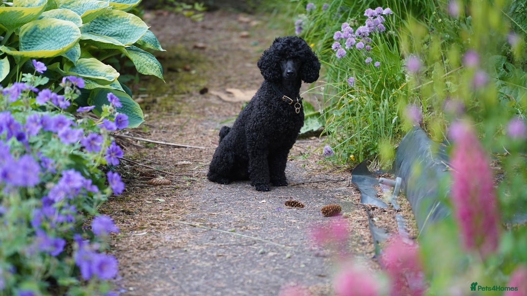 Miniature Poodle dogs for sale: Exquisite quality Min Poodles due August - Image 4