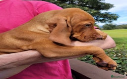 Hungarian Vizsla dogs for sale: Exceptional Vizsla Puppies - 5* Licenced Breeder  - Image 28