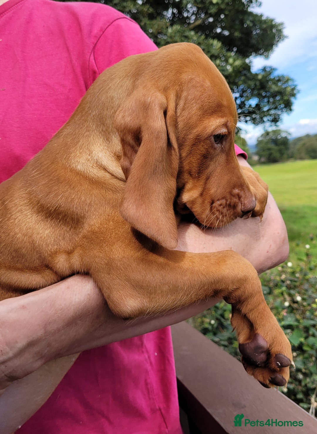 Hungarian Vizsla dogs for sale: Exceptional Vizsla Puppies - 5* Licenced Breeder  - Image 28