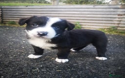Border Collie dogs for sale: Beautiful Fluffy Collie Puppies  - Image 36