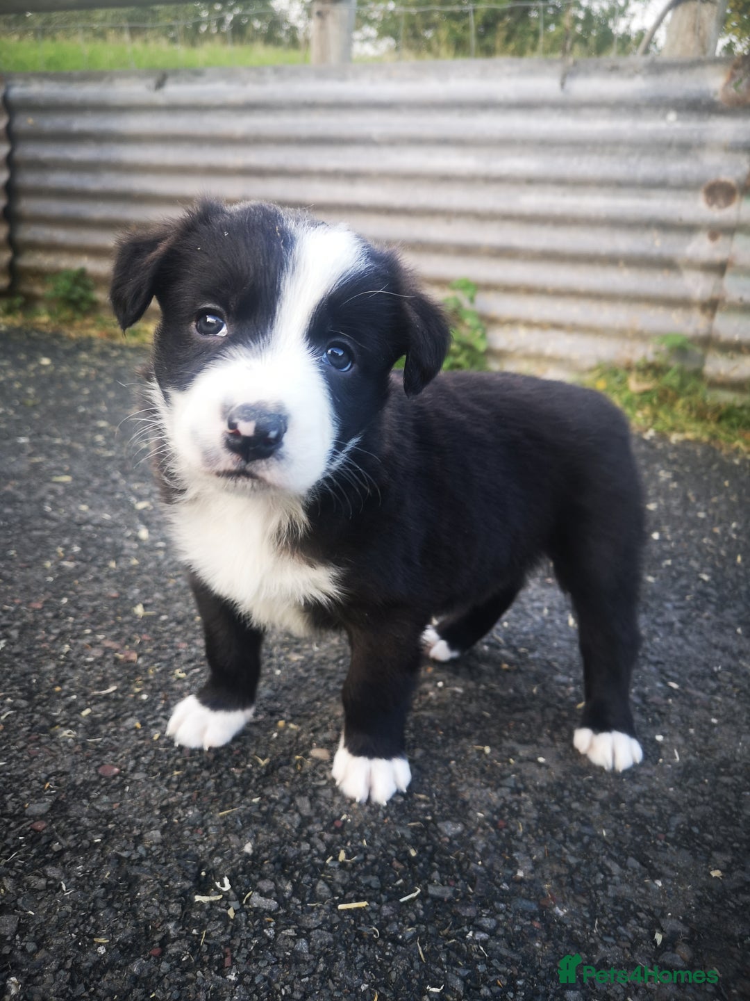 Border Collie dogs for sale: Beautiful Fluffy Collie Puppies  - Image 36