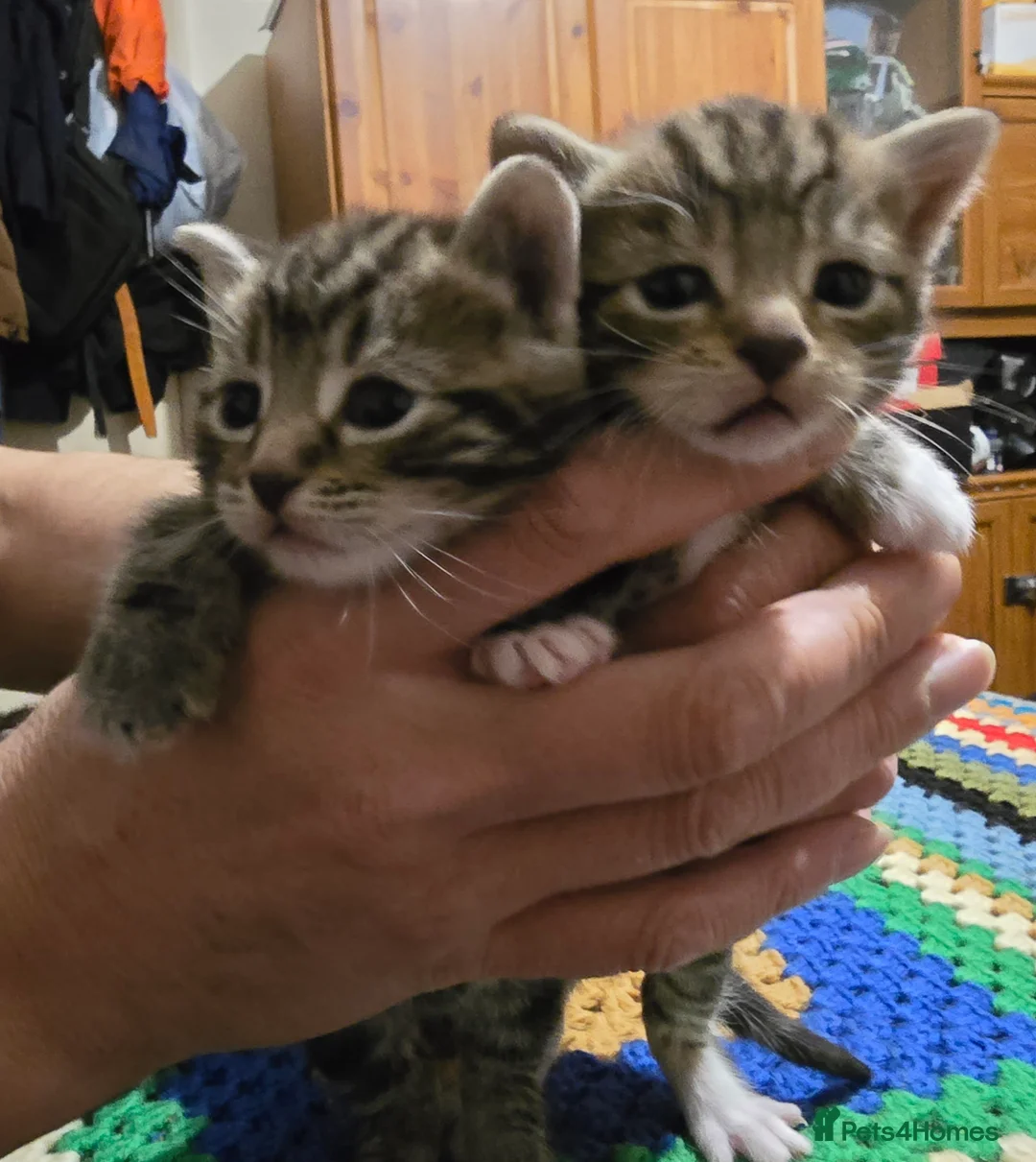 Bengal cats for sale: Beautiful Bengal Kittens For Sale  - Advert 6