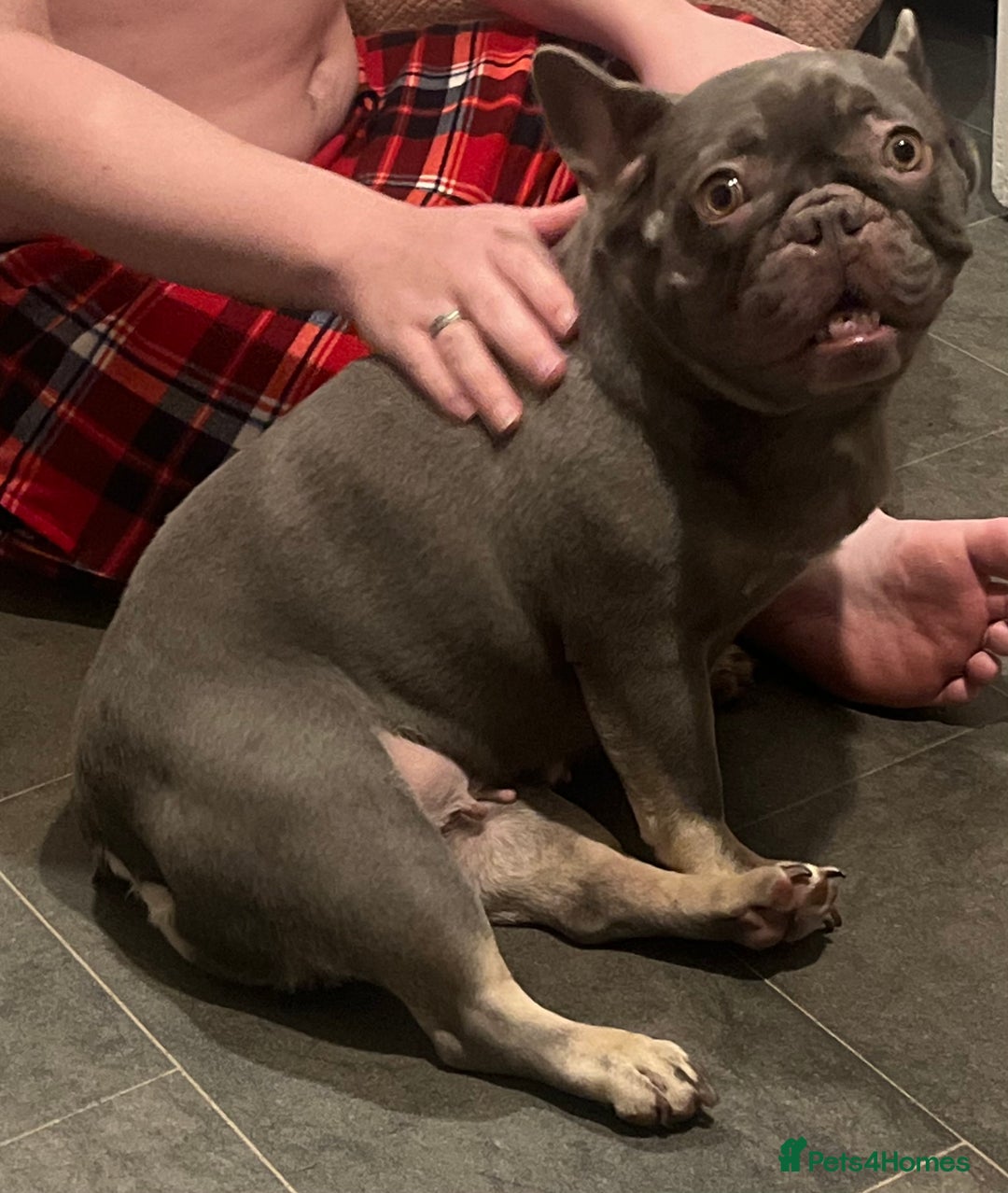 French Bulldog dogs for sale: Beautiful female frenchie  - Advert 14