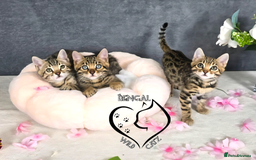 Bengal cats for sale: 1 beautiful boy from tica champion lines - Image 16