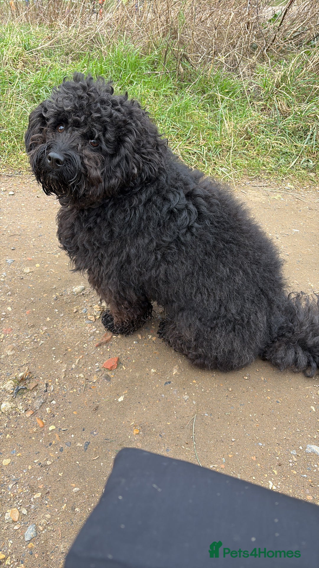 Cavapoochon dogs for stud: For Stud - Handsome Cavapoochon Boy Available - Image 3