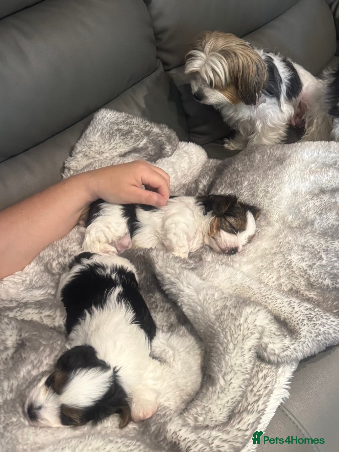 Biewer Terrier dogs for sale: Biewer Terrier - Advert 9