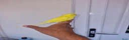 Budgerigars birds for sale: Super silly hand tamed baby budgies  - Advert 26