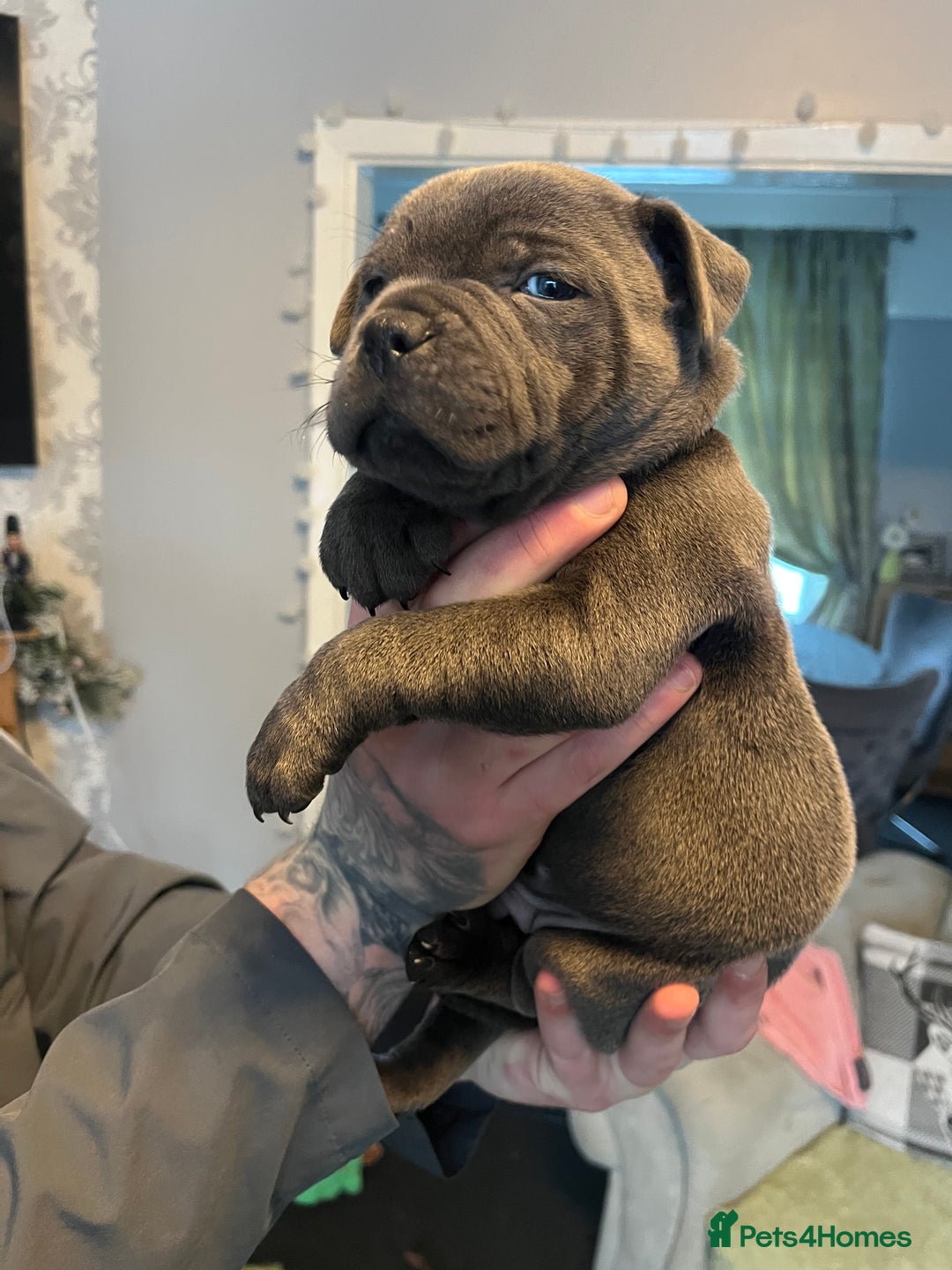 Staffordshire Bull Terrier dogs for sale: Blue Staffordshire bull terrier puppies  - Advert 2