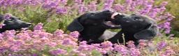 Springador dogs for sale: F1 springadors .  in Thirsk - Advert 1