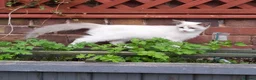 Ragdoll cats for sale: RAGDOLL BICOLOUR GIRL BLUE EYES READY NOW  - Advert 11