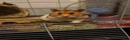 Hamster rodents for sale: Pedigree Syrian hamster waiting list🐹 - Advert 16