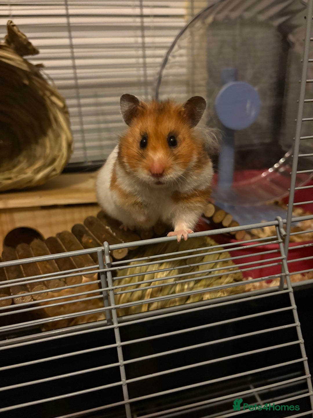 Hamster rodents for sale: Pedigree Syrian hamster waiting list🐹 - Advert 16