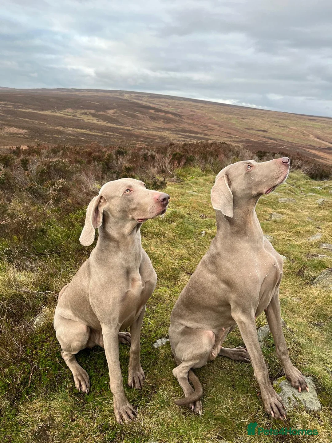 Weimaraner dogs for sale: Weimaraner KC Reg GUNALT CHAMPION BLOODLINE  - Advert 16