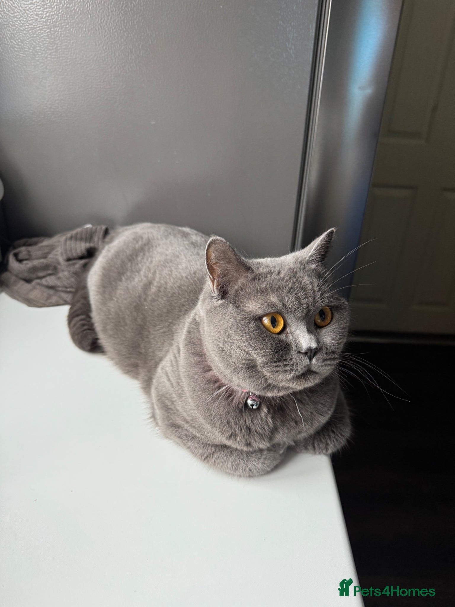 British Shorthair cats Beautiful British Shorthair Kittens  - Advert 1