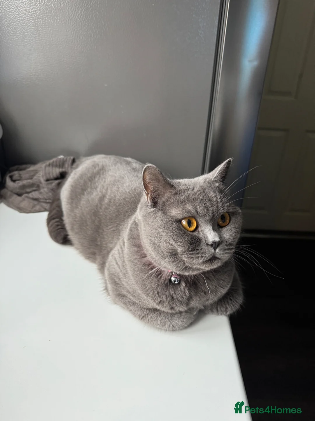 British Shorthair cats for sale: Beautiful British Shorthair Kittens  - Advert 2
