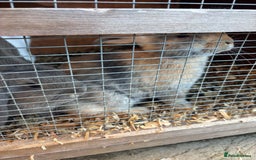 French Lop rabbits for sale: One bunnie left  - Image 3
