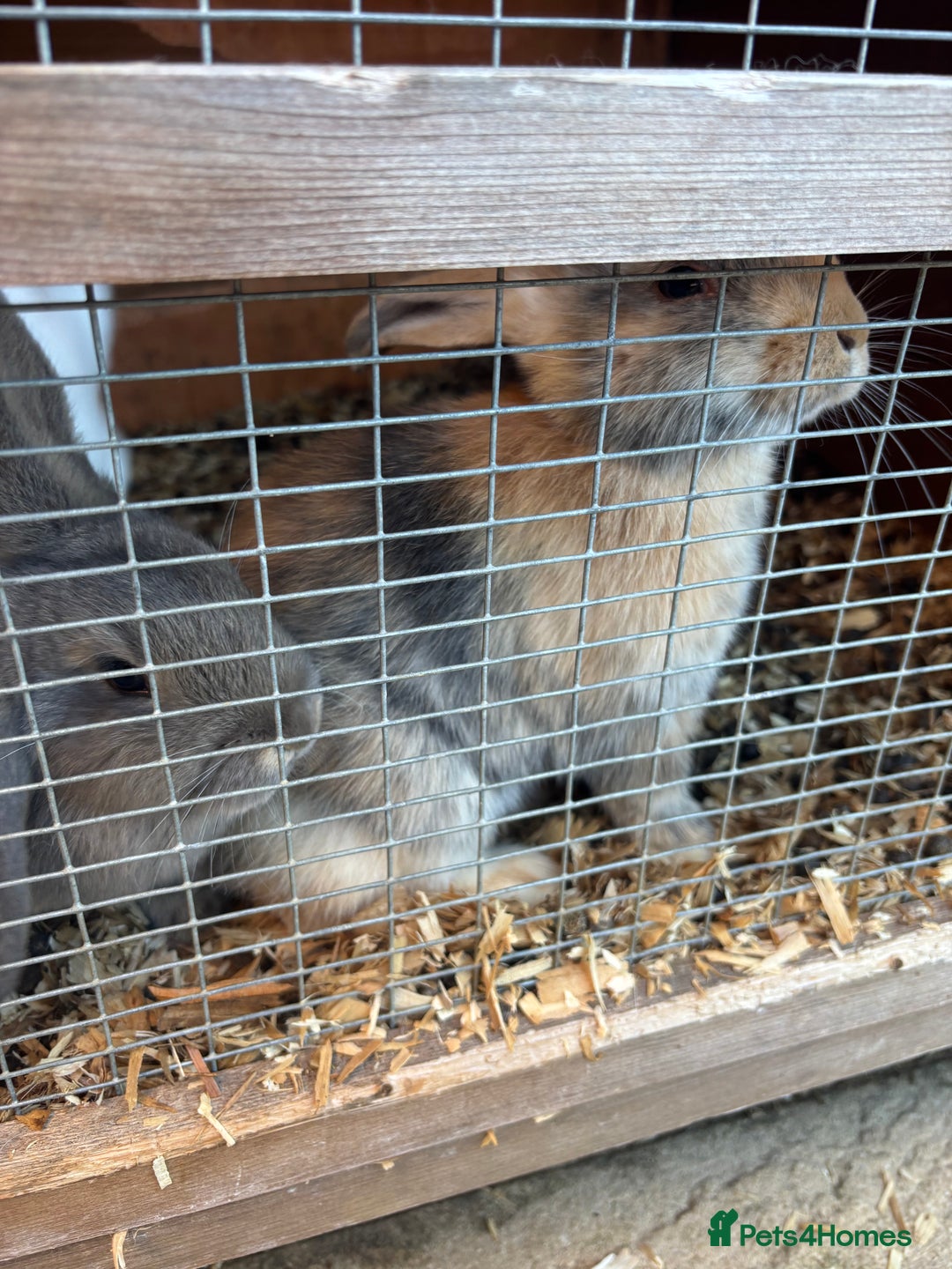 French Lop rabbits for sale: One bunnie left  - Image 3
