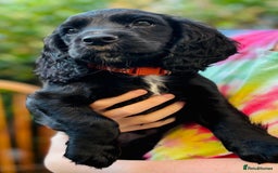 Cocker Spaniel dogs for sale: KC working cocker spaniel puppies - Image 14