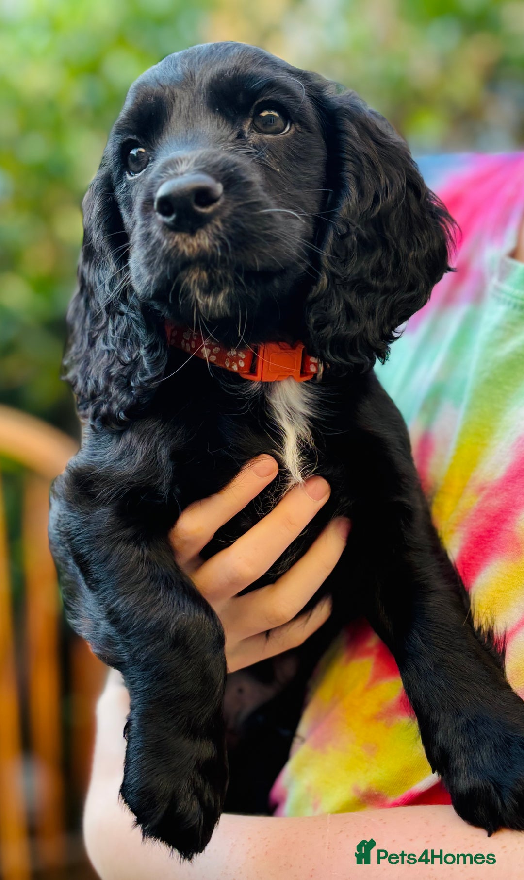 Cocker Spaniel dogs for sale: KC working cocker spaniel puppies - Image 14