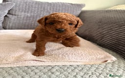 Cockapoo dogs for sale: 4 Stunning Fox Red F1b Toy Cockapoos  - Advert 18