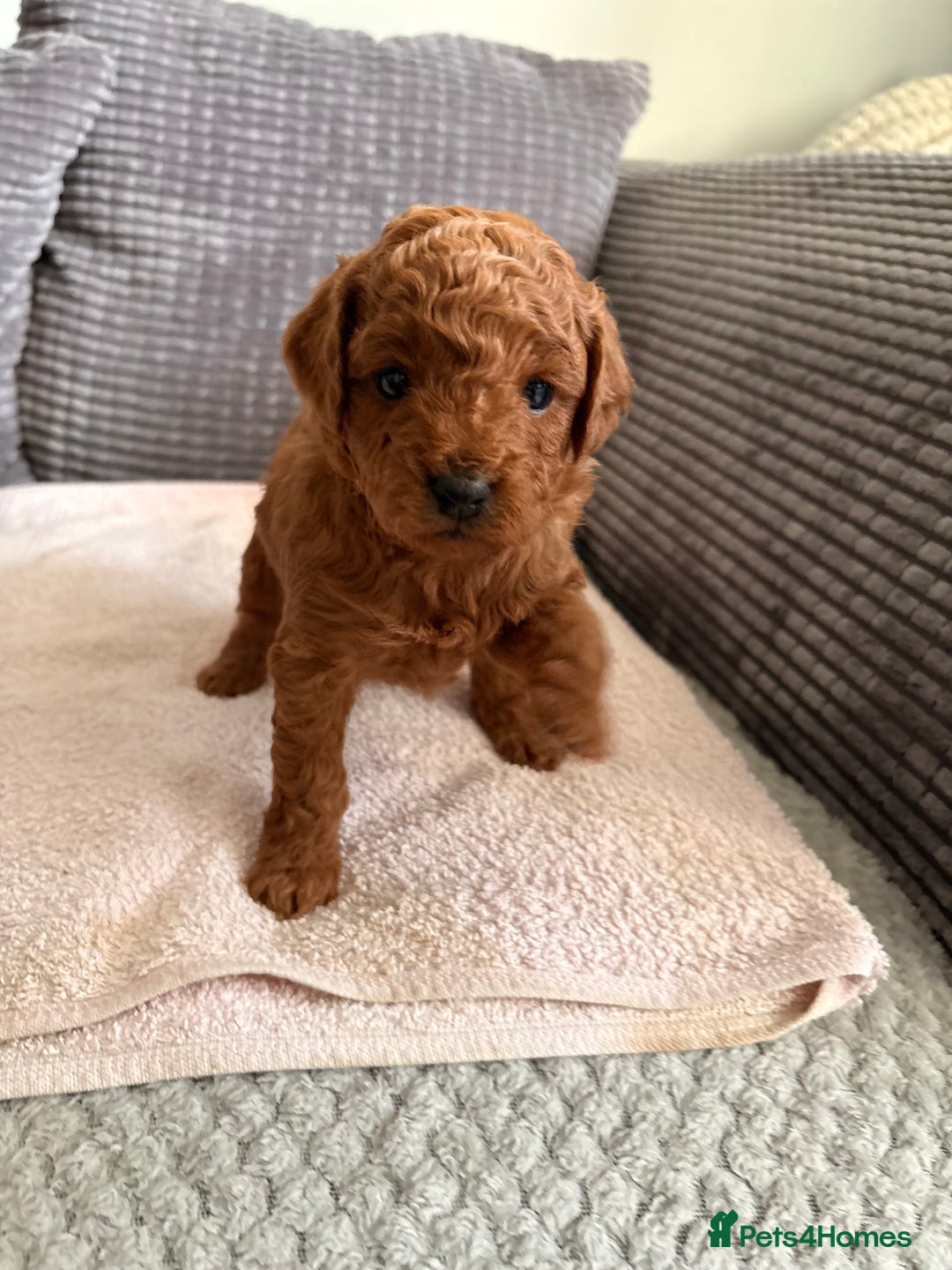 Cockapoo dogs for sale: 4 Stunning Fox Red F1b Toy Cockapoos  - Advert 18