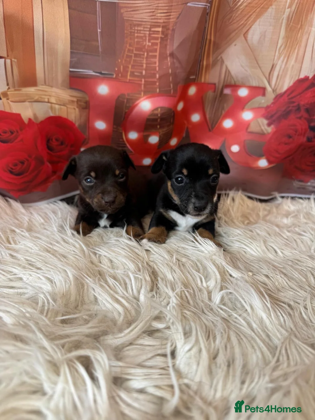 Jack Russell dogs for sale: Beautiful smooth coated short legged Jack Russells in Keighley - Advert 4
