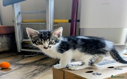 Mixed Breed cats for sale: Adorable kittens for sale - Image 11