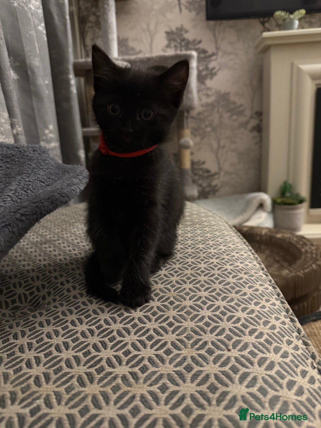 British Longhair cats for sale: Wonderful litter of black kittens. - Image 8