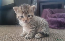 Mixed Breed cats for sale: Male tabby  - Image 7